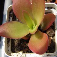 Crassula americana cv "Flame" Crassula (Крассула, Толстянка)