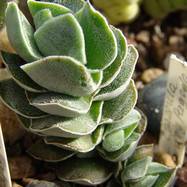 Crassula cv 'Ivory Pagoda' Crassula (Крассула, Толстянка)
