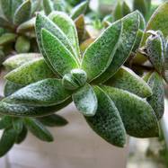 Crassula justi-corderoy Crassula (Крассула, Толстянка)