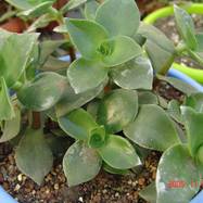 Crassula lactea Crassula (Крассула, Толстянка)