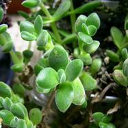 Crassula lanuginosa Crassula (Крассула, Толстянка)
