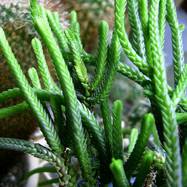 Crassula lycopodioides Crassula (Крассула, Толстянка)