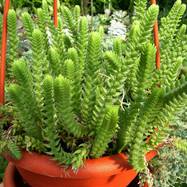 Crassula lycopodioides var.purpusii Crassula (Крассула, Толстянка)