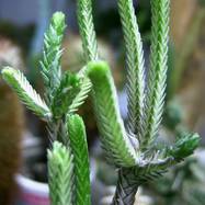 Crassula lycopodioides var.variegata Crassula (Крассула, Толстянка)