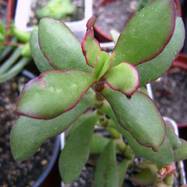 Crassula luederitzii Crassula (Крассула, Толстянка)
