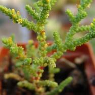 Crassula lycopodioides f.fragilis Crassula (Крассула, Толстянка)