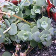 Crassula marginalis Crassula (Крассула, Толстянка)