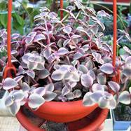 Crassula marginalis var.variegata Crassula (Крассула, Толстянка)