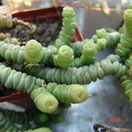 Crassula marnieriana Crassula (Крассула, Толстянка)
