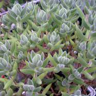 Crassula mesembryanthemoides Crassula (Крассула, Толстянка)