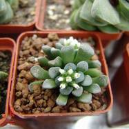 Crassula mesembryanthemopsis Crassula (Крассула, Толстянка)