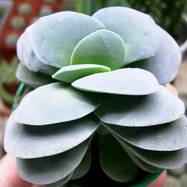 Crassula 'Morgan's Beauty' Crassula (Крассула, Толстянка)