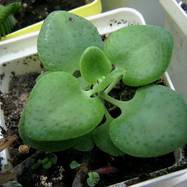 Crassula cordata Crassula (Крассула, Толстянка)
