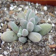 Crassula namaquensis Crassula (Крассула, Толстянка)