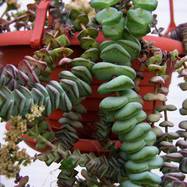 Crassula nealeana Crassula (Крассула, Толстянка)