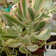 Crassula ovata cv 'Solana' Crassula (Крассула, Толстянка)