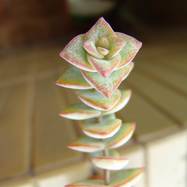 Crassula perforata Crassula (Крассула, Толстянка)