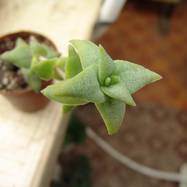 Crassula perforata cv. Crassula (Крассула, Толстянка)