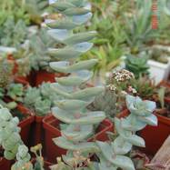 Crassula perforata 'Giant form' Crassula (Крассула, Толстянка)
