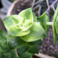 Crassula perforata var.variegata Crassula (Крассула, Толстянка)