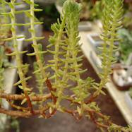 Crassula phyturus Crassula (Крассула, Толстянка)