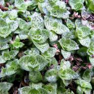 Crassula picturata Crassula (Крассула, Толстянка)