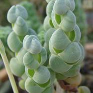 Crassula plegmatoides Crassula (Крассула, Толстянка)
