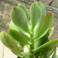 Crassula ovata cv 'Blue Hale' Crassula (Крассула, Толстянка)