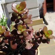 Crassula ovata cv 'Compacta' Crassula (Крассула, Толстянка)