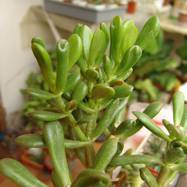 Crassula ovata cv 'Gollum' Crassula (Крассула, Толстянка)