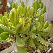 Crassula ovata var.variegata 'Tricolor' Crassula (Крассула, Толстянка)