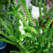 Crassula pseudolycopodioides Crassula (Крассула, Толстянка)