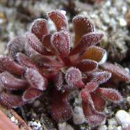 Crassula pubescens Crassula (Крассула, Толстянка)