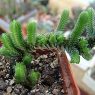 Crassula jacobsenii Crassula (Крассула, Толстянка)