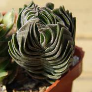 Crassula 'Budda's Temple' Crassula (Крассула, Толстянка)