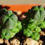 Crassula pyramidalis Crassula (Крассула, Толстянка)