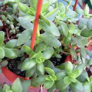 Crassula radicans Crassula (Крассула, Толстянка)