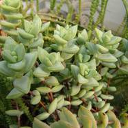 Crassula rupestris Crassula (Крассула, Толстянка)