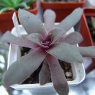 Crassula rosularis Crassula (Крассула, Толстянка)