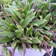 Crassula rubicunda Crassula (Крассула, Толстянка)