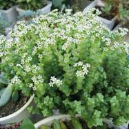 Crassula commutata Crassula (Крассула, Толстянка)
