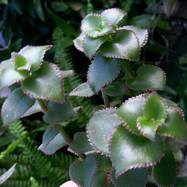Crassula sarmentosa Crassula (Крассула, Толстянка)