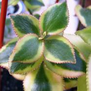 Crassula sarmentosa var.variegata Crassula (Крассула, Толстянка)