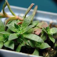 Crassula schmidtii Crassula (Крассула, Толстянка)