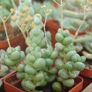 Crassula sericea (hottentotta?) Crassula (Крассула, Толстянка)
