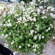 Crassula socialis Crassula (Крассула, Толстянка)