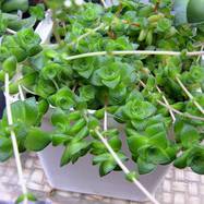 Crassula socialis var. Crassula (Крассула, Толстянка)