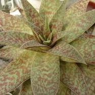 Crassula alba Crassula (Крассула, Толстянка)