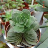 Crassula sp. Crassula (Крассула, Толстянка)