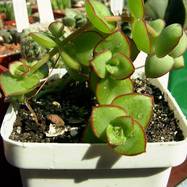 Crassula sp. Crassula (Крассула, Толстянка)